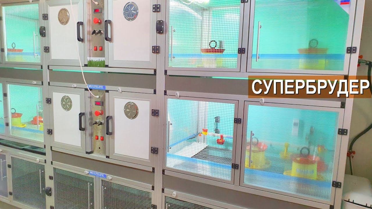 Современный супербрудер Multilife для молодняка птицы. Птицевод Бориса Кравчик