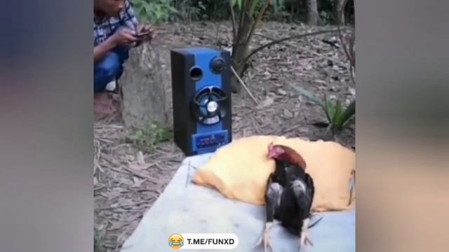 Короткие приколы часть1 смотреть онлайн