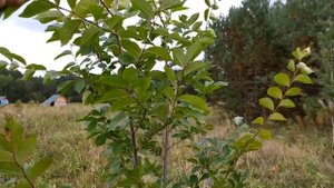 Вяз приземистый мелколистный на Урале