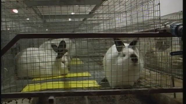 Изюмский КХП и ООО ПСП Изюмские кролики смотреть онлайн