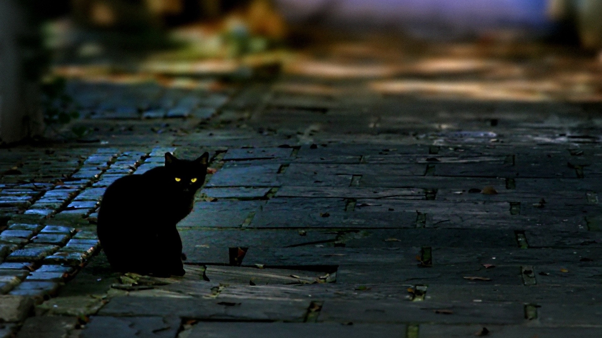 Nightcat 1. Чёрный кот. Черная кошка на улице. Черная кошка на дороге. Черная кошка ночью.