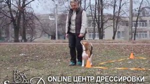 Дрессировка бигля. Послушание и воспитание бигля