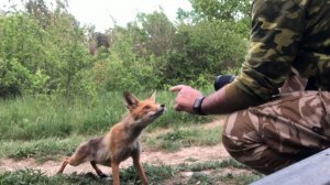 Лиса провожает нас со съемок.