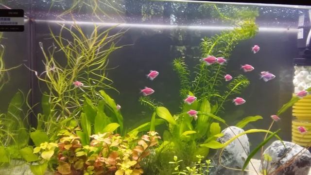 Фильтр для аквариума смотреть онлайн