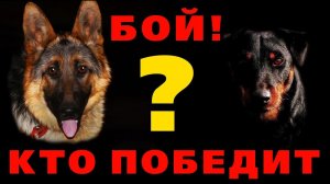 Ягдтерьер против овчарки! Бой без монтажа! 6+