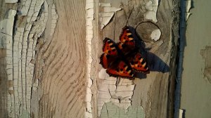 Любовь-морковь бабочек крапивниц на двери садового домика