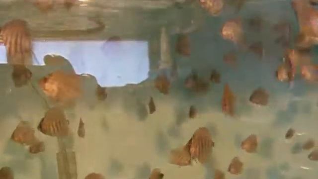 PAISLEY ERUPTION DISCUS 8 смотреть онлайн