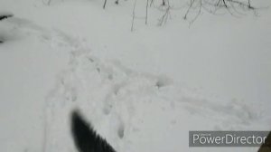 Воспитание щенка лайки в лесу возраст три месяца!!!
