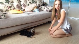 Как научить Йорка команде лежать