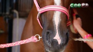 СпоРТ: Это Конкур, детка! Как научиться кататься на лошади