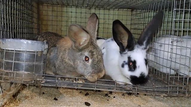 Крольчат пересадил в откормочные клетки, крольчиха родила крольчат смотреть онлайн
