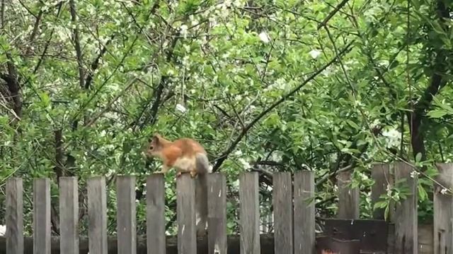 Как спят белки. смотреть онлайн