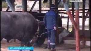 Самый большой быка в мире