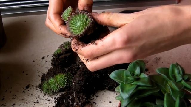 суккуленты в бетонных горшках