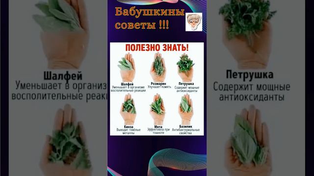 Для чего нужны Шалфей, Розмарин, Петрушка, Кинза, Мята, Базилик. смотреть онлайн