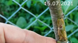 прививка черешни на вишню антипку