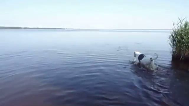 Лето, озеро, собаки))) смотреть онлайн