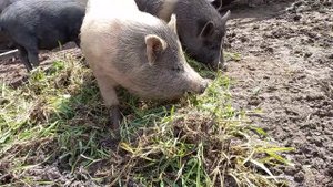 Кормлю поросят.