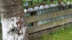 Приспособление для сбора плодов с высоких деревьев