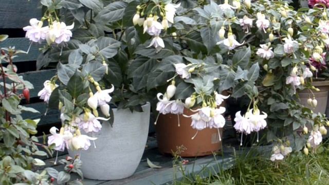 Фуксия Princess Kaja, видеопортрет смотреть онлайн