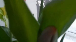 Хроника выгонки тюльпанов к 8-му Марта