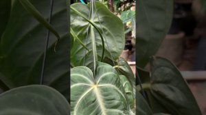 Anthurium Villenaorum