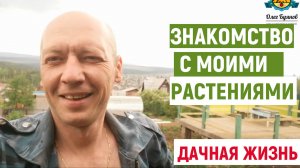 Знакомство с моими растениями на даче