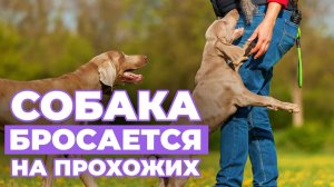 Ваша СОБАКА перестанет БРОСАТЬСЯ НА ПРОХОЖИХ после просмотра ЭТОГО ВИДЕО!