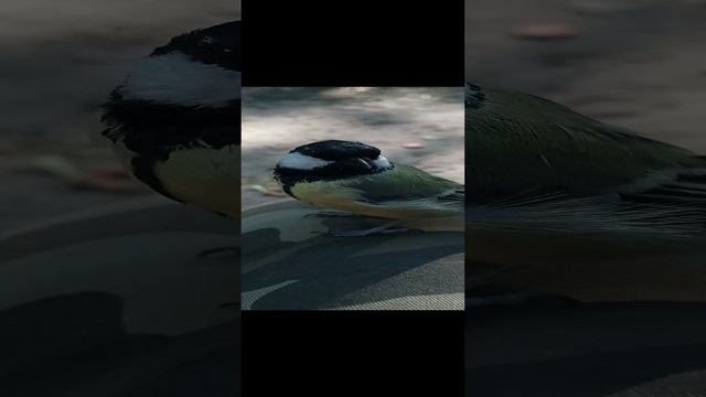 Ещё про орех и синиц