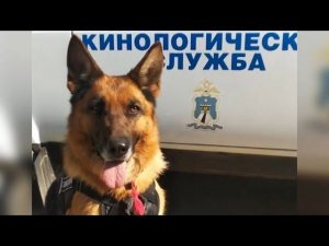 Служебная собака в Ставропольском крае помогла полицейским обнаружить тайник с наркотиками