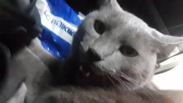 Flehmen response.Russian Blue cat.(Felis domesticus) смотреть онлайн