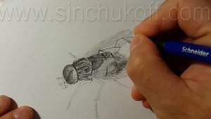 Как нарисовать МУХУ КАРАНДАШОМ! Учимся рисовать МУХУ Простым Карандашом! Как Научиться РИСОВАТЬ