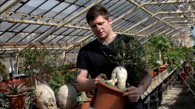 Каудексное растение Фокея эдулис смотреть онлайн