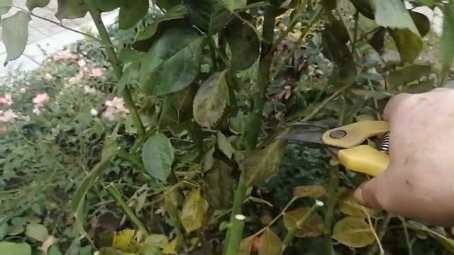 как правильно обрезать. и подготовить розы к зиме. Вспомним Галину Баскакову , нашего учителя. смотреть онлайн