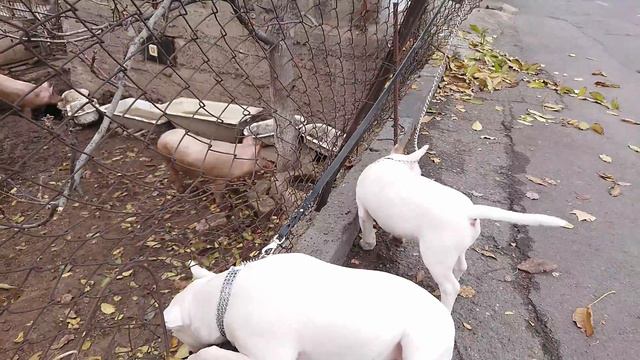 Отец и Сын Бультерьеры 🐷 Дэнни и Рич смотреть онлайн