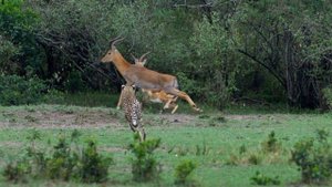 Дикая природа Тайная жизнь Гепардов _ The Secret Life of Cheetahs 4K .mp4