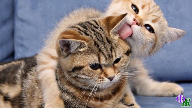 На даче я спасла котёнка - это была трёхцветная девочка. Оставить её там, значило обречь на гибель… смотреть онлайн