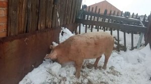 Мой опыт выращивания кабанчика кастрата! Какое количество мясо можно получить от поросёнка?