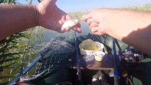 Ловля карася. Карась на сало с чесночком)))