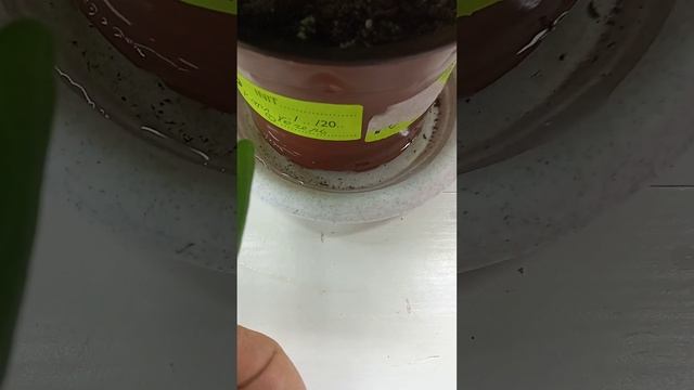 О подкормках и поливах моих пеларгоний смотреть онлайн