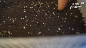 ВСХОДЫ ГЕЛИОТРОПА. НА 5 ДЕНЬ. КАК ТАК!