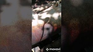 Как колоть и разделывать поросенка