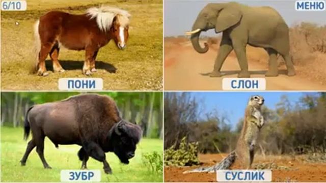 ДИКИЕ ЖИВОТНЫЕ | УЧИМСЯ УЗНАВАТЬ ЖИВОТНЫХ ИГРАЯ В ИГРЫ | Wild Animals Learn Name смотреть онлайн