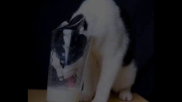 приколы с котами смотреть онлайн