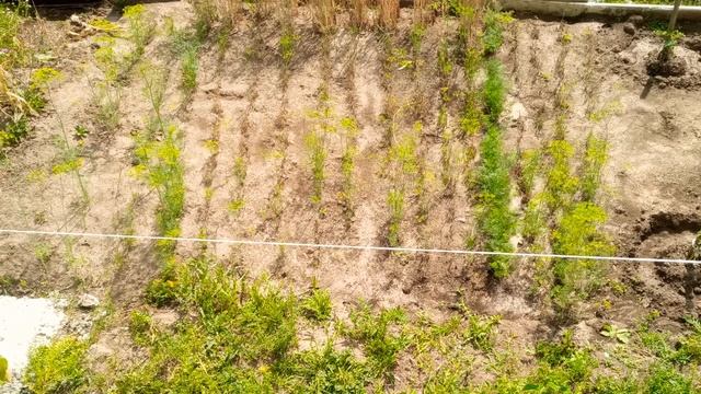 Укроп. Двойной урожай. Выбираем какой сорт сажать. смотреть онлайн