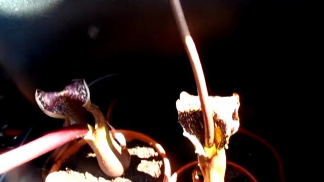 Sauromatum Venosum flowering смотреть онлайн