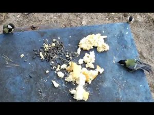 Щурово. Птицы и семечки дыни.