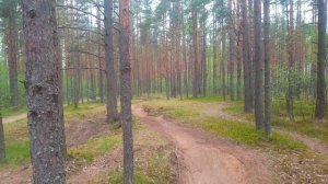 Детский питбайк, заезд в лесу