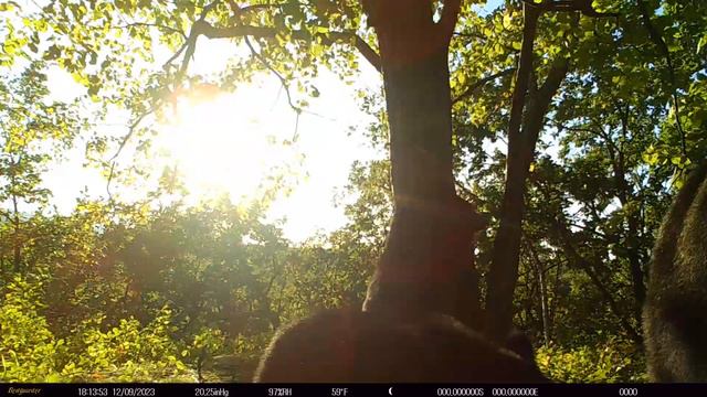 Амурские медведи показали себя во всей красе! Мать,и три ребенка. видео съемка на фотоловушку. смотреть онлайн