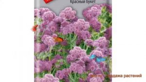 Агератум обыкновенная Красный букет ? обзор: как сажать, семена агератума Красный букет